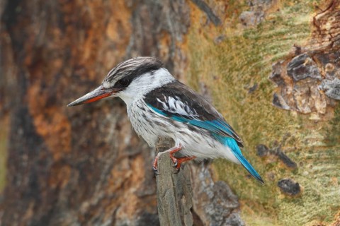 Striped Kingfisher (Halcyon chelicuti), Lake Nakuru, Kenya