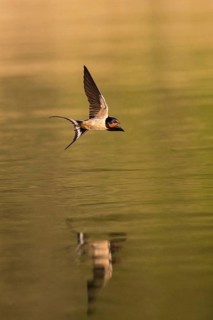 Barn Swallow (Hirundo rustica) flying over water, Baden-Wuerttemberg, Germany