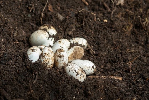 Grass Snake, Natrix Natrix, Grass Snake, Clutch, Critters, Eggs, Reptilia, Reptiles, Ringed Snakes,