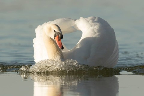 Mute Swan (Cygnus olor), Bavaria, Germany