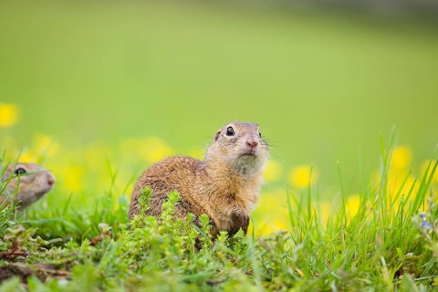 An adult European ground squirrel (Spermophilus citellus) or European souslik sits in green gras