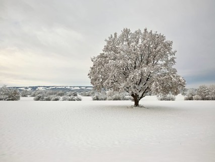English oak (Quercus robur), with autumn-coloured leaves in the snow, Birri, Freiamt, Canton