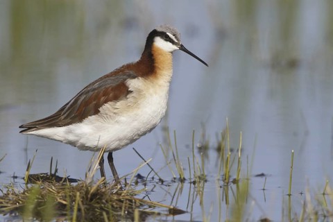 Wilson's Phalarope (Phalaropus tricolor), Alberta, Canada