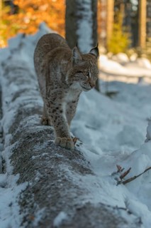 One young male Eurasian lynx, (Lynx lynx), balancing over a snow covered fallen tree in a forest in