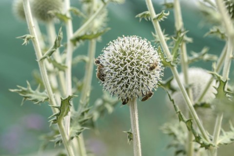 Spherical thistle (Echinops sphaerocephalus), Sarastro Stauden, Ort im Innkreis, Upper Austria,