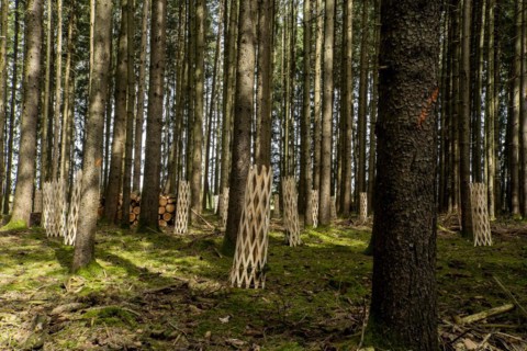 Tree protection against game browsing in the forest, Unterallgäu, Bavaria