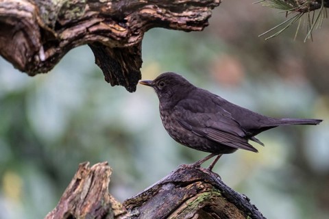Blackbird (Turdus merula), Emsland, Lower Saxony, Germany