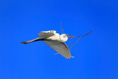Great Egret (Ardea alba), adult, flying, with nesting material, St. Augustine, Florida, USA, North