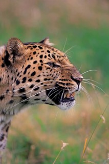 Amur leopard (Panthera pardus orientalis), adult snarling, portrait