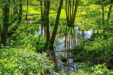Water flowing through the forest in the hunt s by Turn and Taxis in early summer near Regensburg,