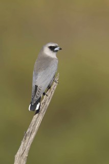 Black-faced Woodswallow (Artamus cinereus), New South Wales, Australia