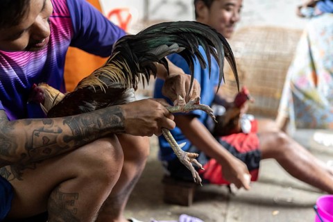 Bangkok, Thailand. February 25th 2025. Thai men binding the spurs of fighting cocks to prevent