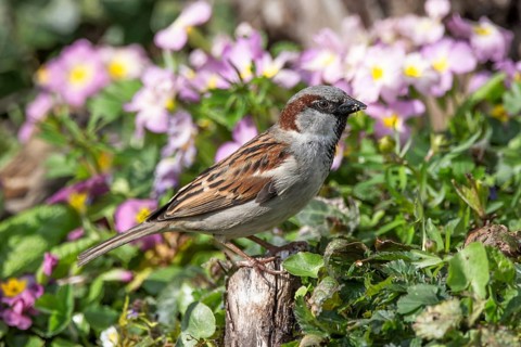 Male house sparrow (Passer domesticus) standing on a branch surrounded by pink flowers in