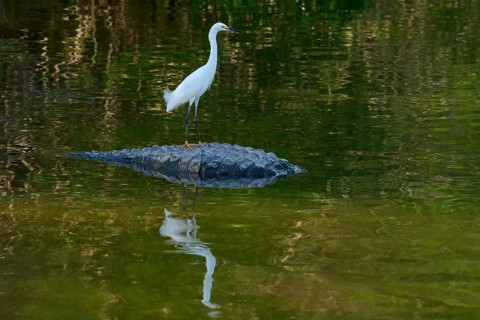 A bird in white plumage balances on a crocodile swimming in the water, Great Blue Heron (Egretta