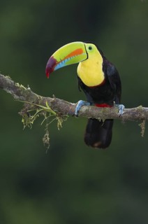 Keel-billed Toucan (Ramphastos sulfuratus), Costa Rica