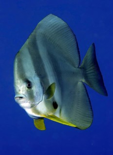 Round-headed batfish (Platax orbicularis) Batfish swimming through open water blue sea, Pacific