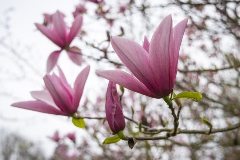 Magnolias (Magnolia) in bloom at Hohenheim Palace. Exotic and Botanical Garden of the University of