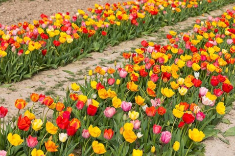 Colourful blooming tulips (tulpia) in a field for self-cutting flowers in Katzenberg, Nossen,