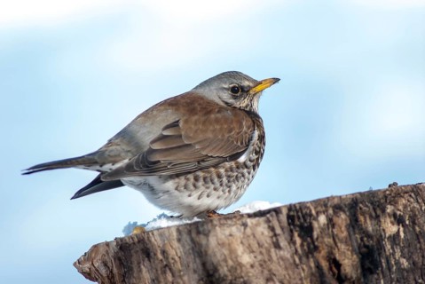 FieldFare, Turdus Pilaris, Juniper Thrush, Birds, Thrush, Garden, Meadow Orchard, Passeri,