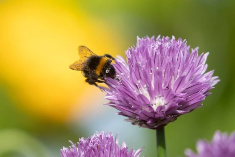 Buff tailed bumblebee (Bombus terrestris) adult bee feeding on a Chives herb flower in an urban