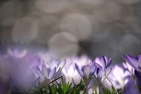 Crocus blossom with beautiful bokeh, early March, Germany