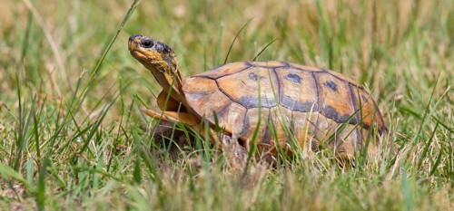 Africa, South Africa, African beaked tortoise, (Chersina angulat), Angulate tortoise, Reptile,