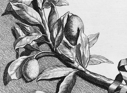 Lemons hanging on branches, detail title page, copper engraving or copper etching by Johann