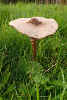 Giant umbrella mushroom in a meadow, parasol mushroom (Macrolepiota procera), mushroom, close-up,