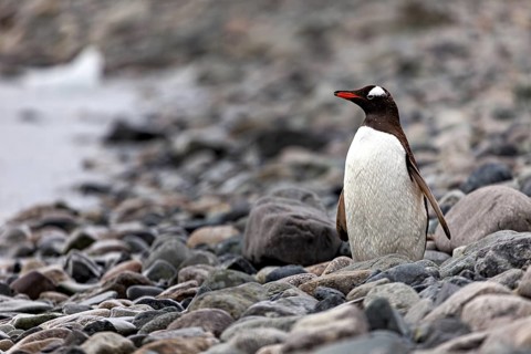 A penguin stands on a rocky shore looking into the distance, gentoo penguin (Pygoscelis papua) in