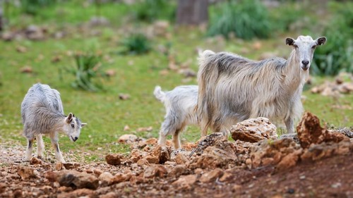 Three goats on a green meadow with stones, sheep (e) or goat (n), ovis, caprae, Crete, Greek