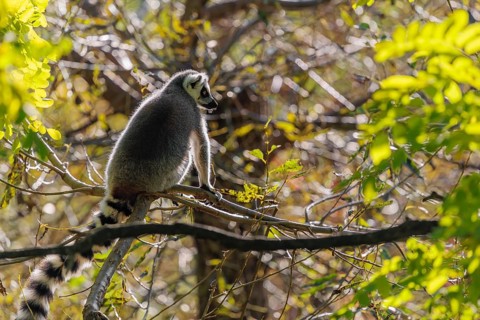 A ring-tailed lemur (Lemur catta) sits high up in a tree on a branch between fresh green leaves