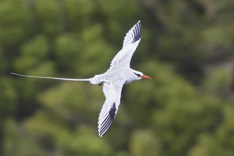 Red-billed Tropicbird (Phaethon aethereus) flying, Trinidad and Tobago