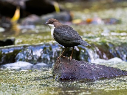 Common Dipper (Cinclus cinclus), adult bird perched on a stone in a hill stream, Hesse, Germany