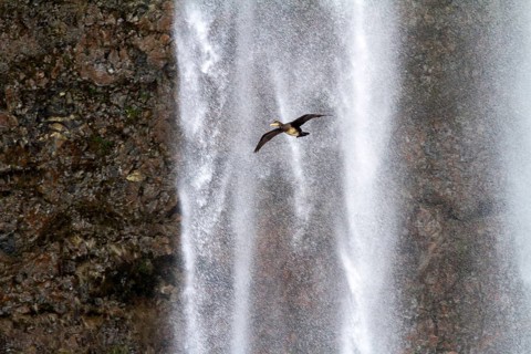 Great Cormoran (Phalacrocorax carbo) flying in front of waterfall, Iceland