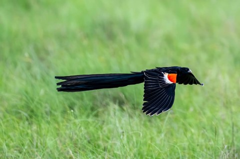Long-tailed widowbird (Euplectes progne) in flight, South Africa