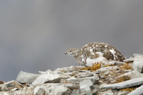 Rock Ptarmigan (Lagopus muta), Grisons, Switzerland