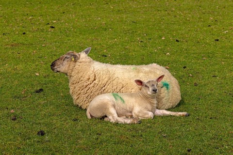 Ewe and lamb lying next to each other and recedles, sheep pasture, public footpath,