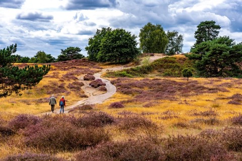 Westruper Heide, in the Hohe Mark Westmünsterland nature park Park, near Haltern am See, heather