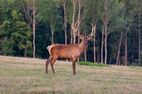 One Altai maral stag, Altai wapiti or Altai elk (Cervus canadensis sibiricus) stands on a meadow in