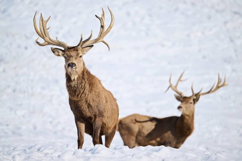 Red deer (Cervus elaphus) stag on a snowy meadow in the mountains in tirol, Kitzbühel, Wildpark