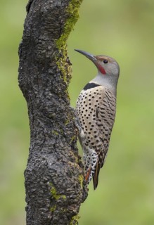 Northern Flicker (Colaptes auratus), British Columbia, Canada
