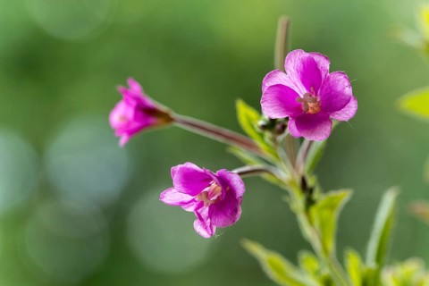 Evening primrose, onagraceae, coarse-haired willowherb, shaggy fireweed, epilobium hirsutum, flora,