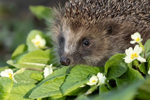 European hedgehog (Erinaceus europaeus) adult animal on wild primrose flowers in a garden in