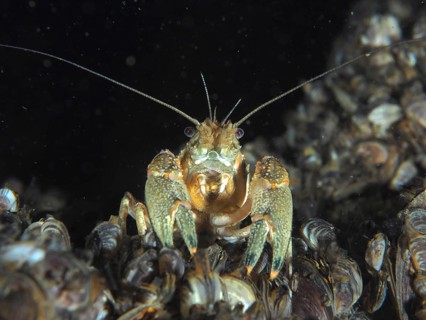 An American crayfish (Faxonius limosus), an invasive species, looks into the camera, surrounded by