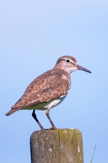 Actitis hypoleucos, common sandpiper, sandpiper Sweden, birds, charadriiformes, high size,