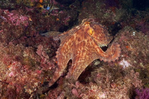 A camouflaged octopus, the Common Octopus (Octopus vulgaris), rests on a colourful reef at the Cap
