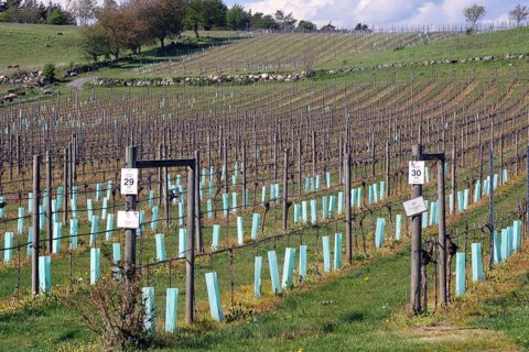 Vineyard with pillars and young vines on hilly terrain, Kivik, Skåne län, Sydostleden, Sweden