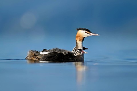 Great Crested Grebe (Podiceps Scalloped ribbonfish), with two chicks in plumage swimming in the
