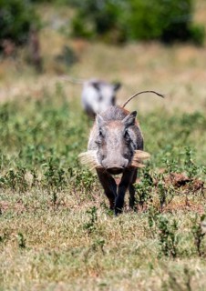 Warthog (Phacochoerus africanus) running with tail raised, Addo Elephant National Park, Eastern