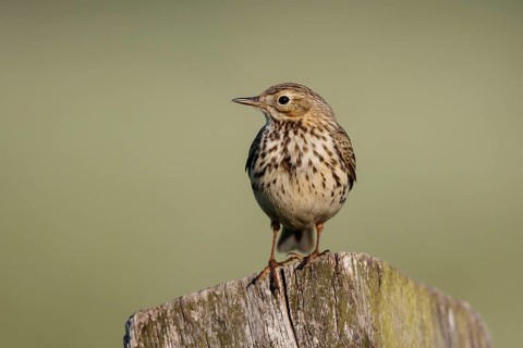 Meadow Pipit (Anthus pratensis) perched on pale, North Rhine-Westphalia, Germany